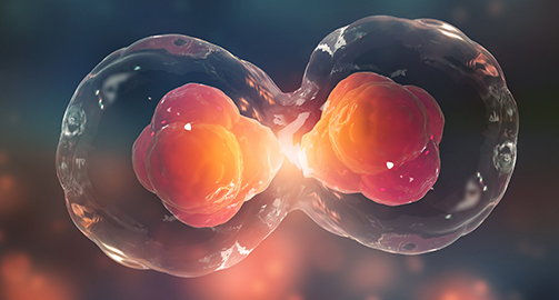 Стволовые клетки могут дать новую жизнь яичникам